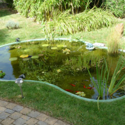 bassin avec poissons jcb