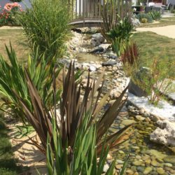 17- bassin quelques mois plus tard...