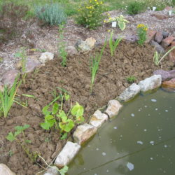 12- plantations zones de berge